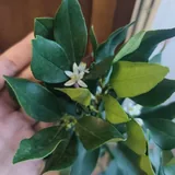 Кумкват, лимон вареагатный 3