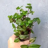 Традесканция, сеткреазия, каллизия 3