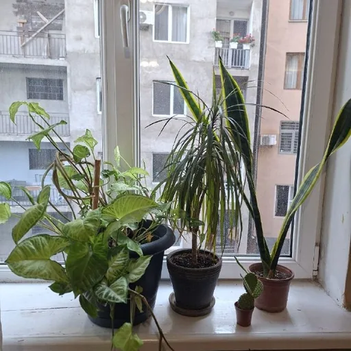 Комнатные растения: драцена, кактус, щучий хвост, вьюн