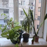 Комнатные растения: драцена, кактус, щучий хвост, вьюн 1