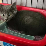 Котенок Бампси 3