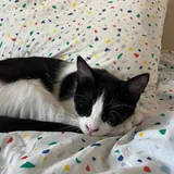 Томми, кошка 6