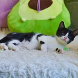 Котенок, девочка 2