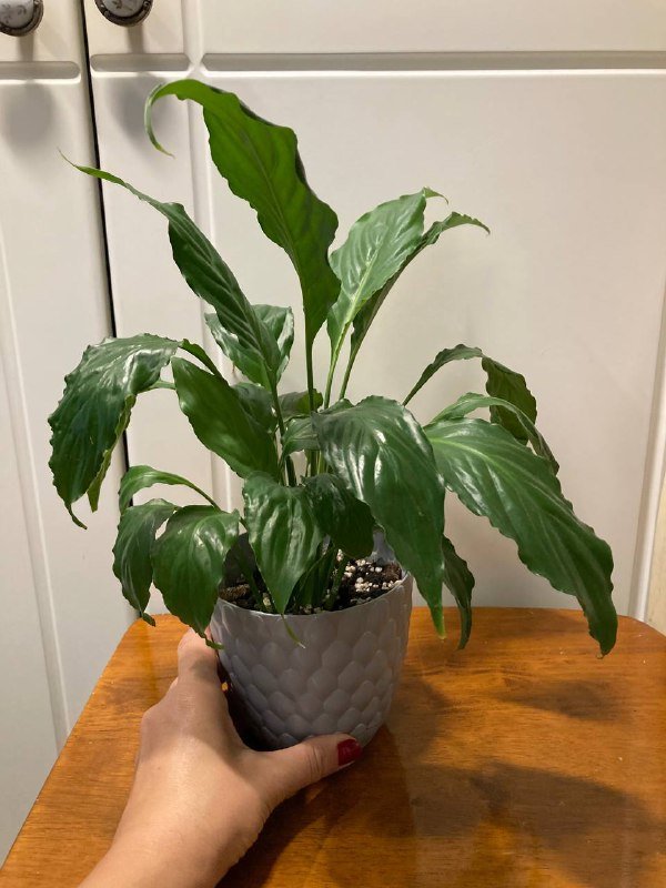 Peace Lily растение
