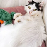 Кошка Царица 2