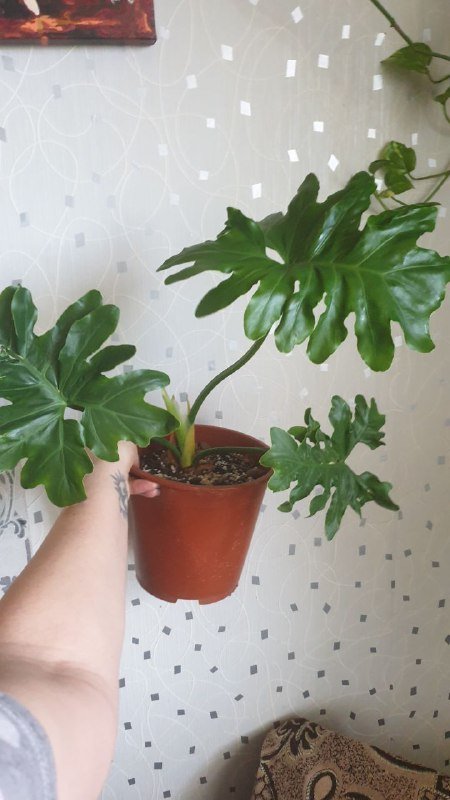 Драцена, Филодендрон, Хеппи лив, Диффенбахия, Аглаонема, Нолина, Сциндапсус, Монстера, Марбл квин, Сансевиерия 2