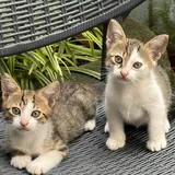 Котята 2