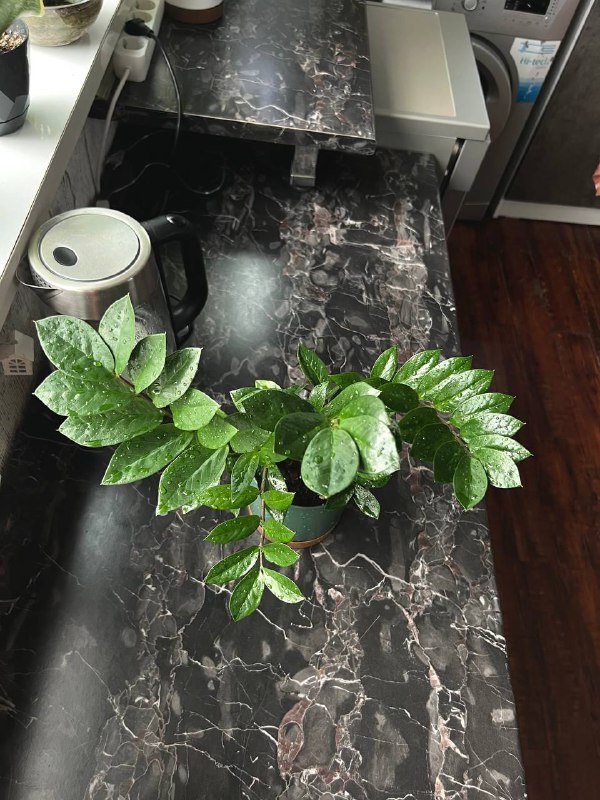 Орхидеи мини, Папоротник, Замиокулькас 7