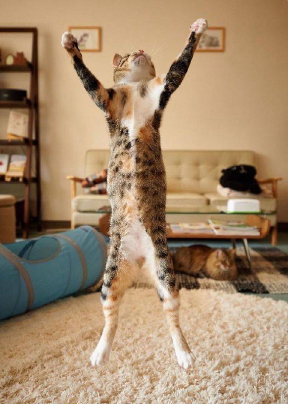 Передержка и зооняни для котов и собак в Тбилиси