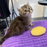 Шотландские котята 8