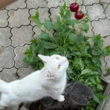 Белый кот 2