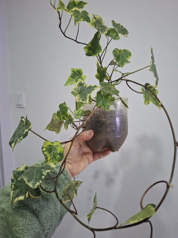 Хедера, аспарагус, суккуленты, нефролепис, камнеломка