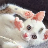 Котик 3