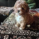 Toy poodle 2