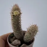 Кактусы, традесканция, хлорофитум, калатея, роули 2