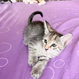 Котята 10