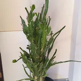 Опунция, авокадо, орхидеи, суккуленты, плющ 3