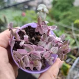 Суккуленты 7