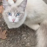 Котята, кот 5