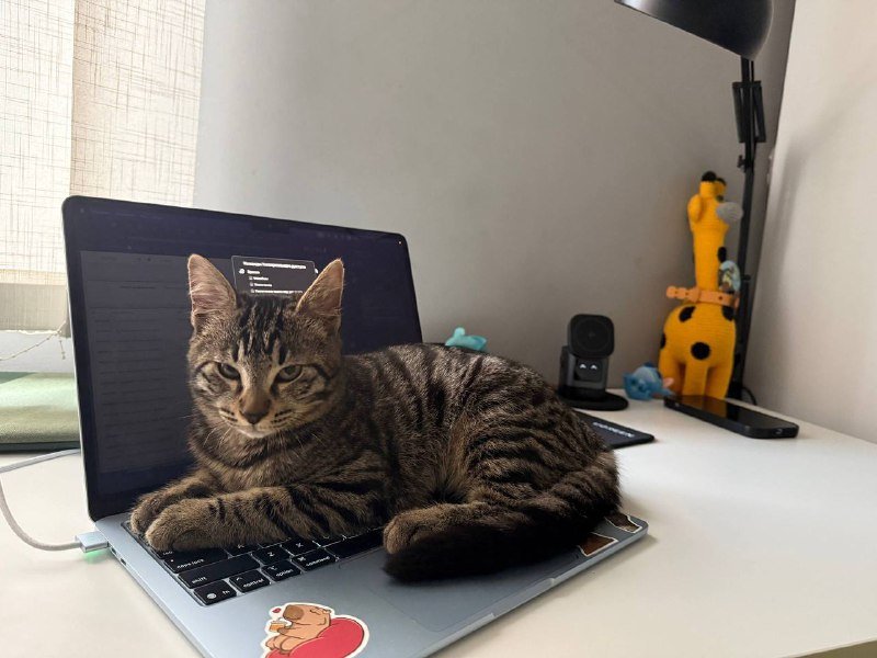 Котенок Кузя в хорошие руки 4