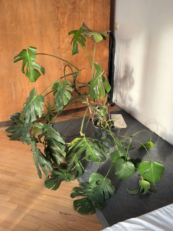 Монстера 120 см 2