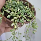 Комнатные растения, суккуленты, калатея, традесканция, хлорофитум 4