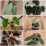 Комнатные растения 9