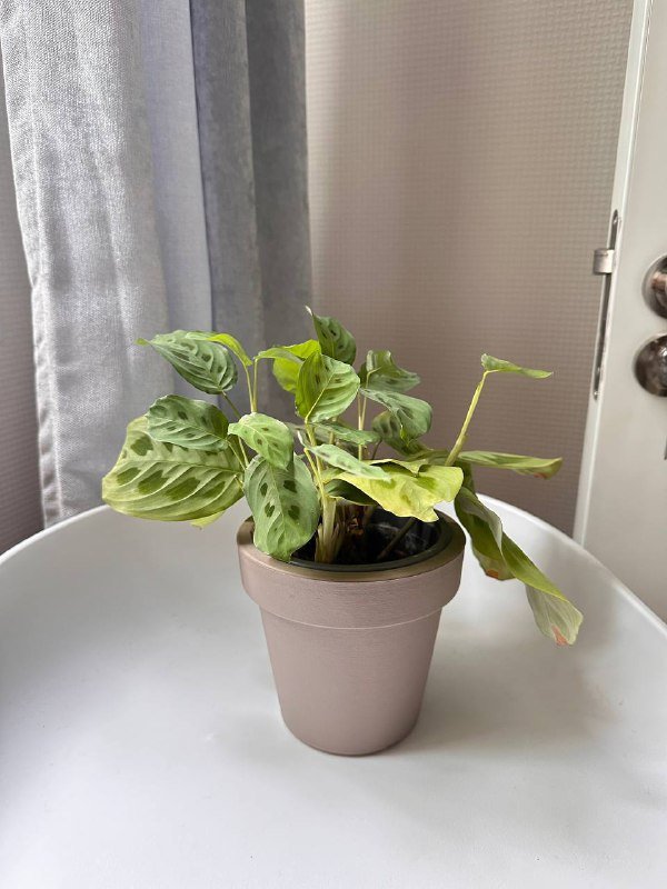 Пилея и Маранта комнатные цветы 5