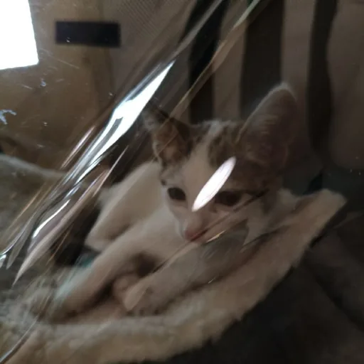 Кот на операцию