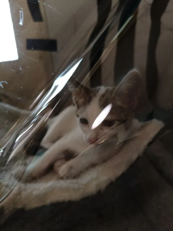 Кот на операцию 1