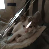 Кот на операцию 1