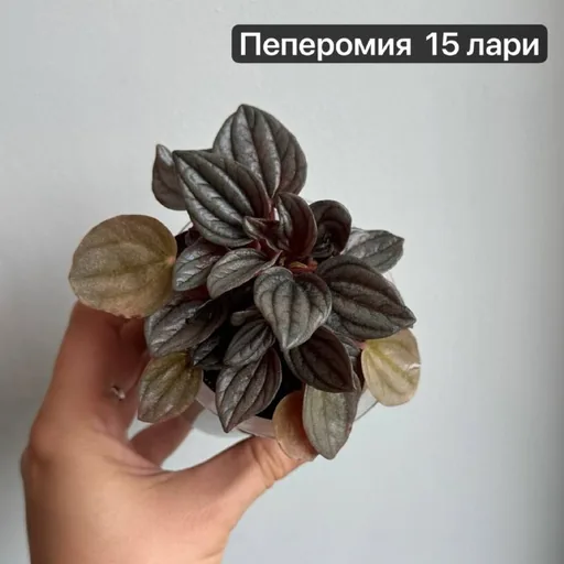 Комнатные растения, цветы, папоротник Адиантум, хойя, пеперомия