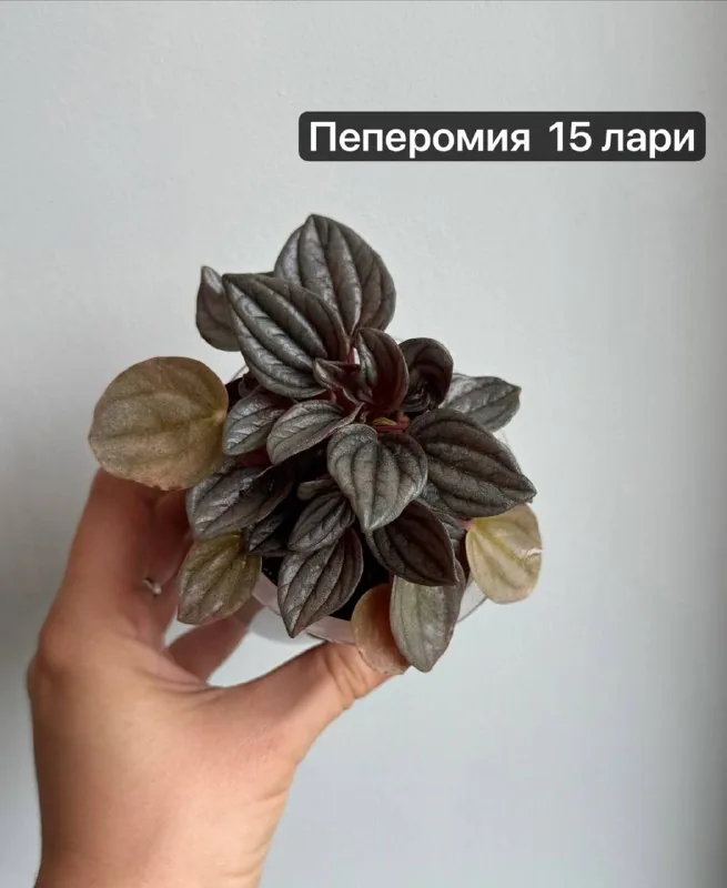 Комнатные растения, цветы, папоротник Адиантум, хойя, пеперомия 1