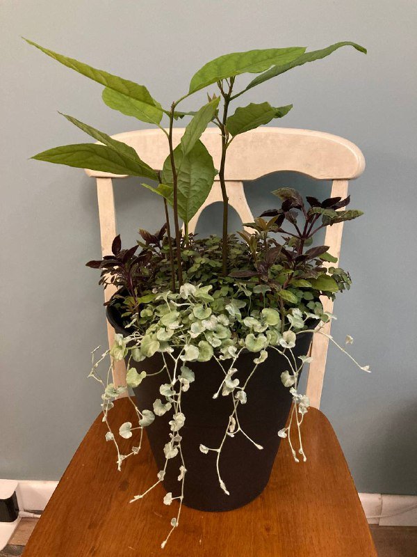 Композиция из авокадо, дихондры, базилика и каллизии