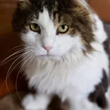 Кот 3