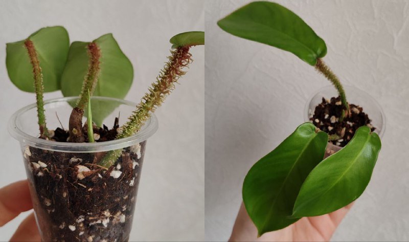 Комнатные растения 9