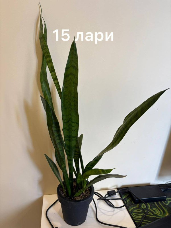 коллекция домашних цветов 6