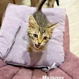 Котята 5