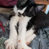 Кошка Пандора, котёнок 7