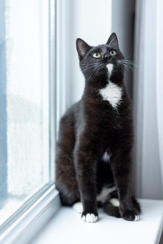 Кот Лютик 3
