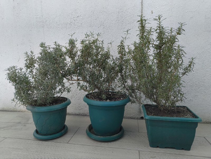 Комнатные розмарины