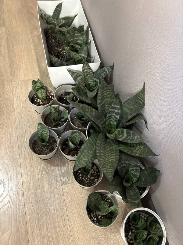 Санса (сансевиеврия) растения