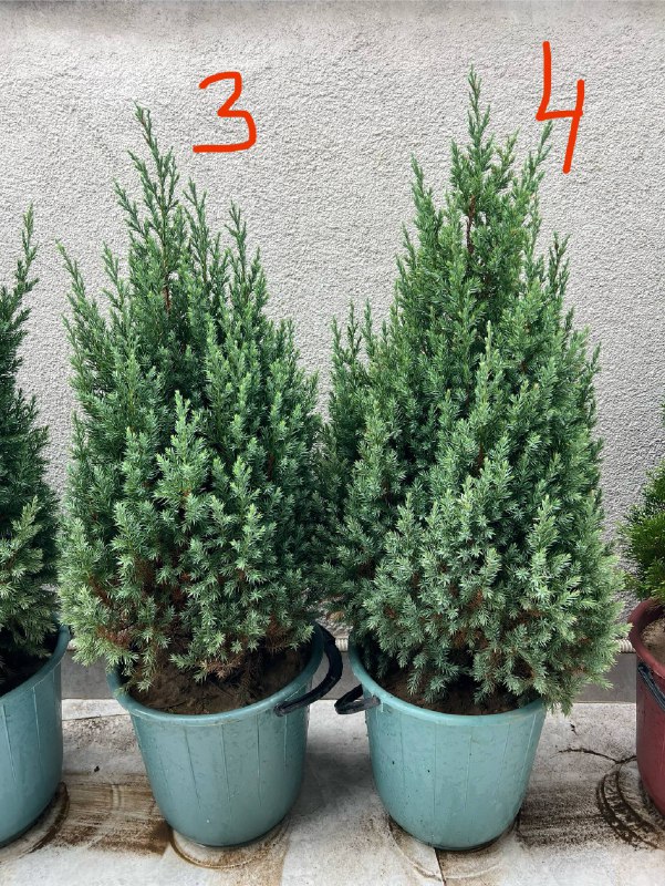 Туи западная Smaragd, можжевельник в горшках 2