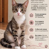 Kitten looking for a home 4