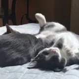 Котёнок Вишня 3