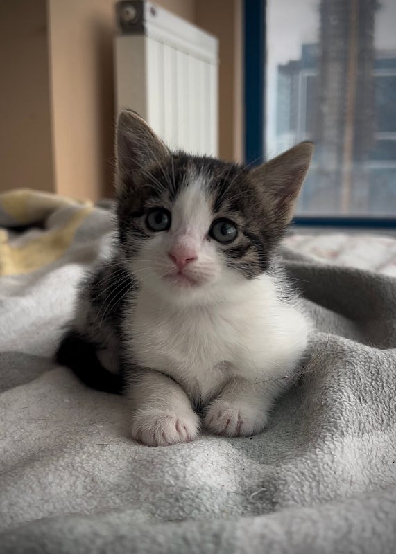 котята мальчик и девочка для ответственных родителей 9