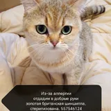 Британские шиншиллы 1