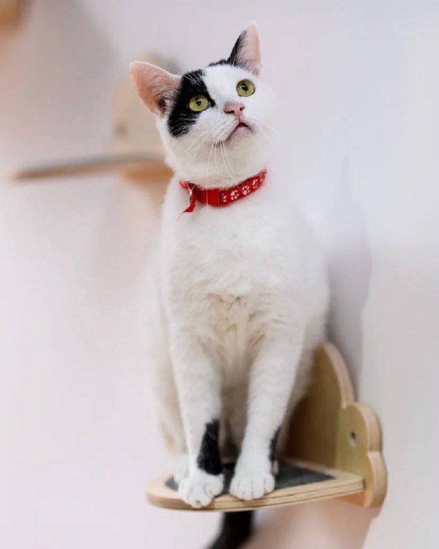 Кот Дзен ищет дом 3