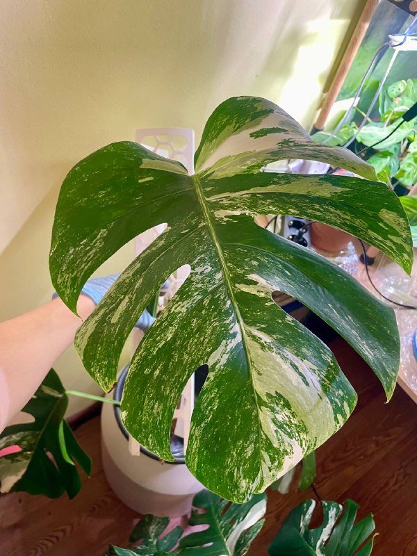 Черенок монстеры Альба с корнями 5