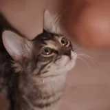 Котёнок Маршалл 3